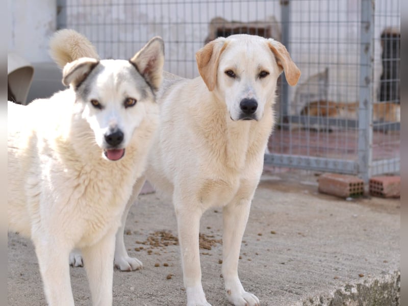 Whity Mischlingsrüde ca. 1,3  Jahre alt in Griechenland