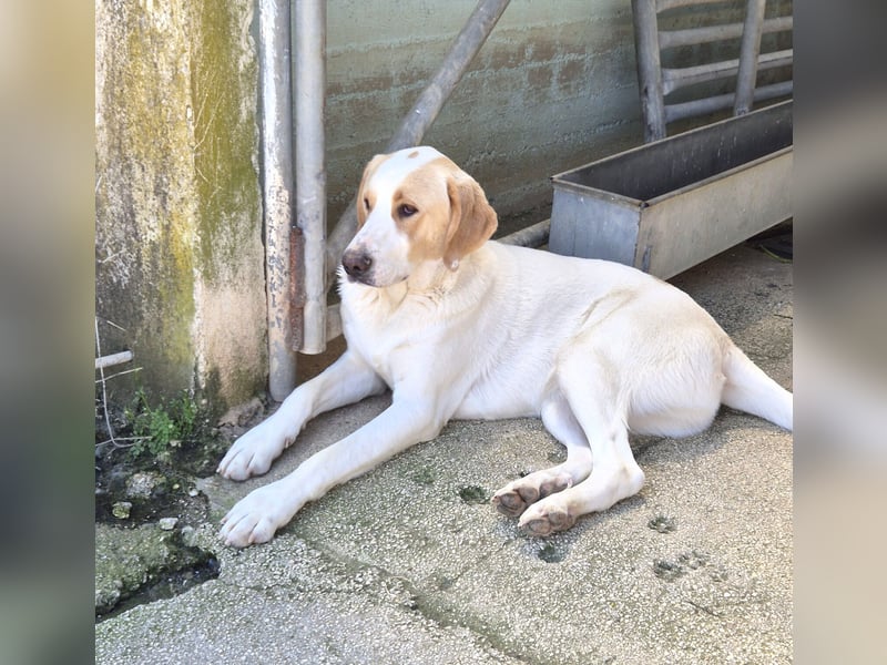 Monty Mischlingsrüde ca. 1,3 Jahre alt in Griechenland