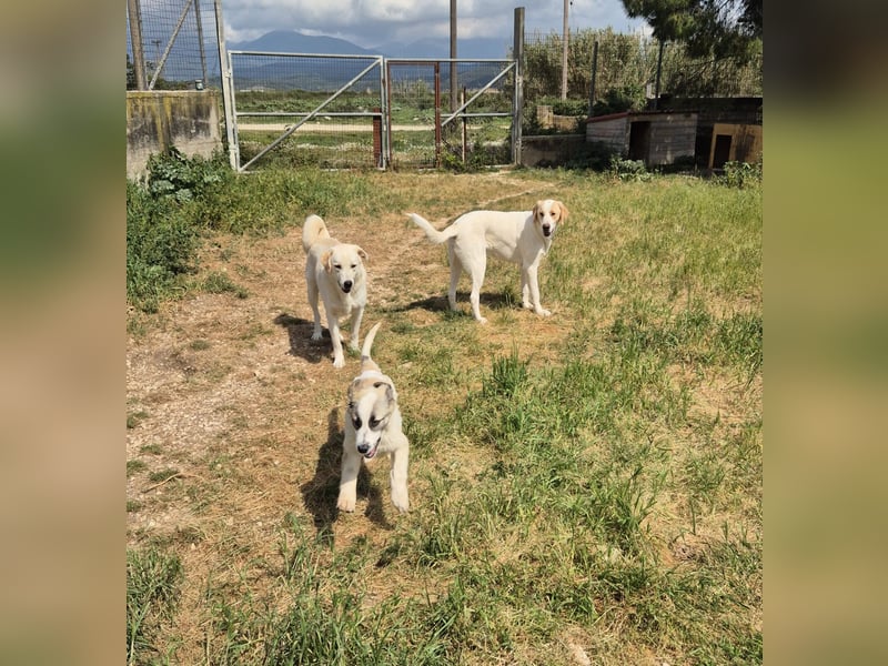 Monty Mischlingsrüde ca. 1,3 Jahre alt in Griechenland