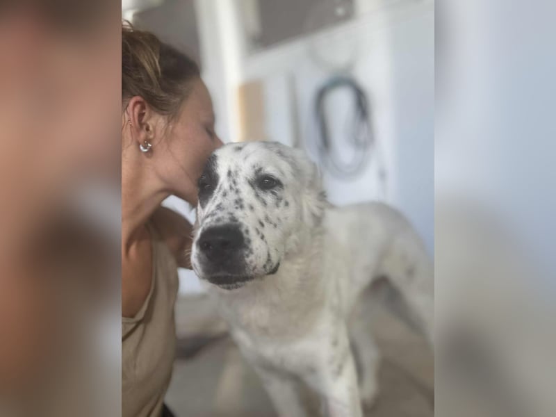 Dotty taube Mischlingshündin ca. 1,4 Jahre alt in Griechenland