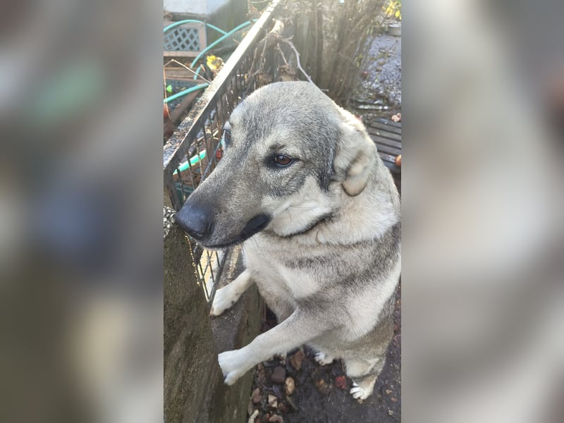 Capo Schäferhundmischling Rüde ca. 3,4 Jahre alt in Griechenland