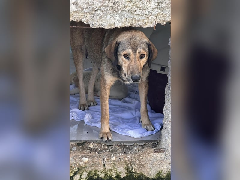 Whity Mischlingsrüde ca. 1,3  Jahre alt in Griechenland