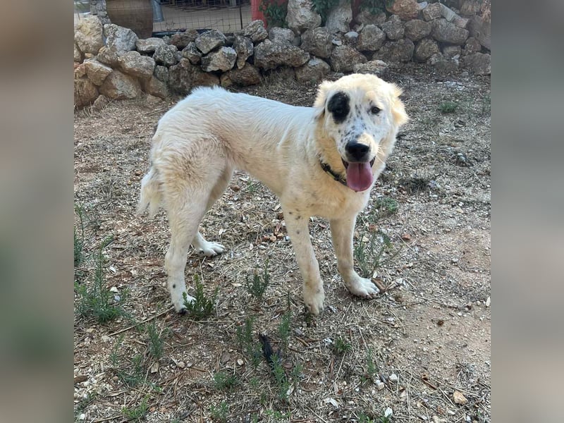Dotty taube Mischlingshündin ca. 1,4 Jahre alt in Griechenland