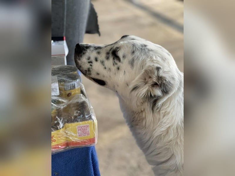 Dotty taube Mischlingshündin ca. 1,4 Jahre alt in Griechenland