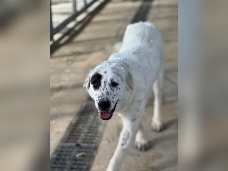 Dotty taube Mischlingshündin ca. 1,4 Jahre alt in Griechenland