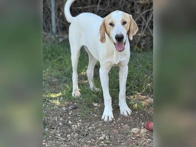 Monty Mischlingsrüde ca. 1 Jahr alt in Griechenland