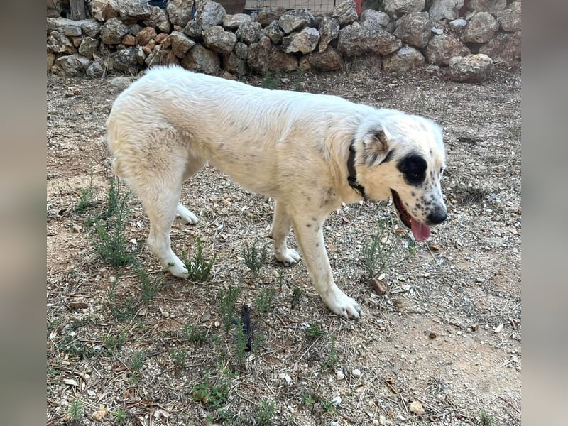 Dotty taube Mischlingshündin ca. 1,4 Jahre alt in Griechenland