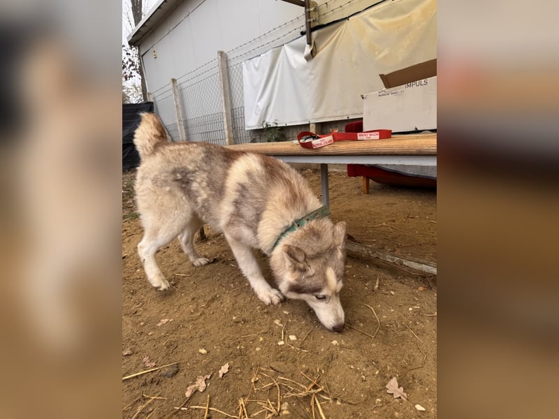 Rusty Huskymischling Rüde ca. 6 Monate alt in Ungarn