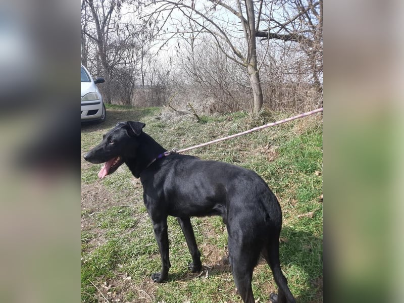 Kormos VA - aufgeweckt, menschenbezogen