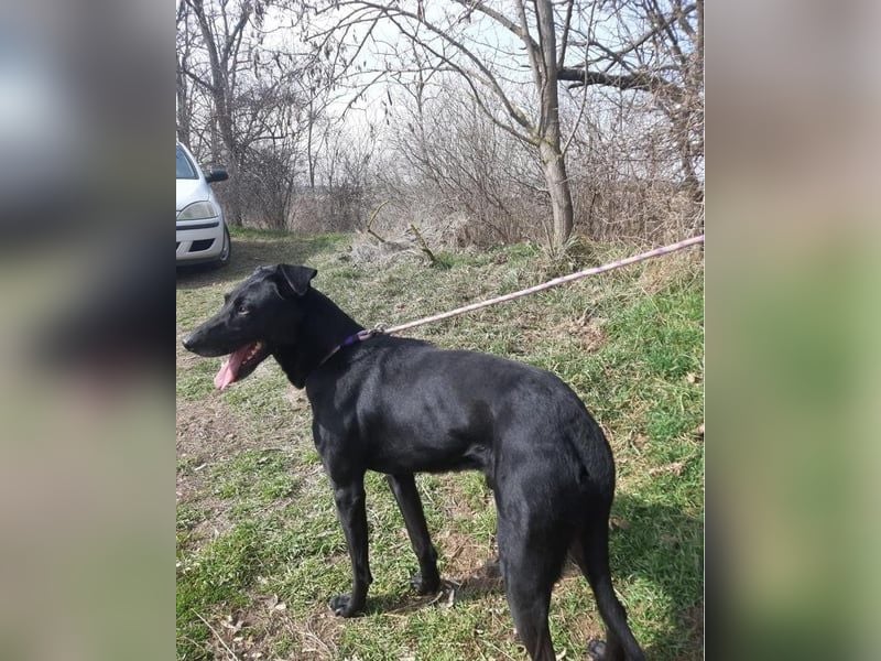 Kormos VA - aufgeweckt, menschenbezogen