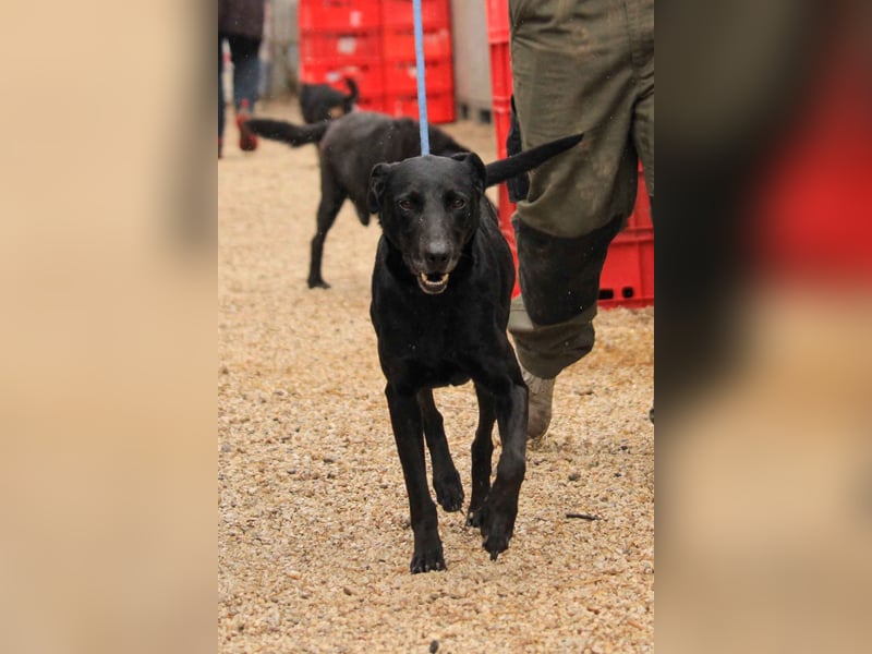 Kormos VA - aufgeweckt, menschenbezogen