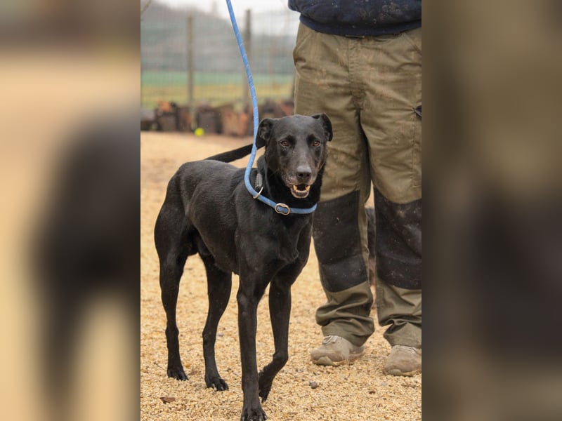 Kormos VA - aufgeweckt, menschenbezogen