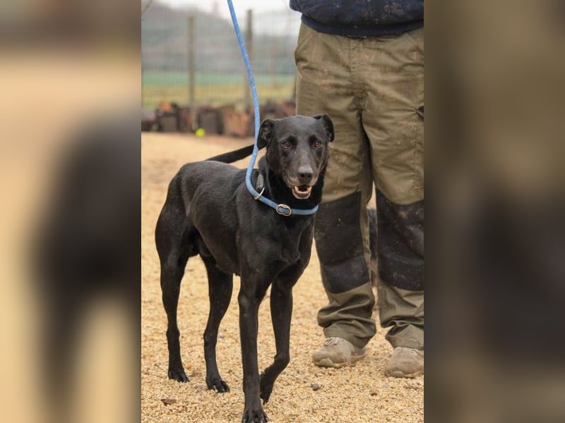 Kormos VA - aufgeweckt, menschenbezogen