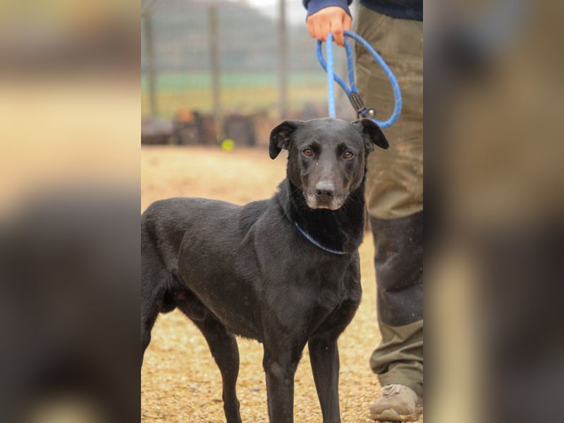 Kormos VA - aufgeweckt, menschenbezogen