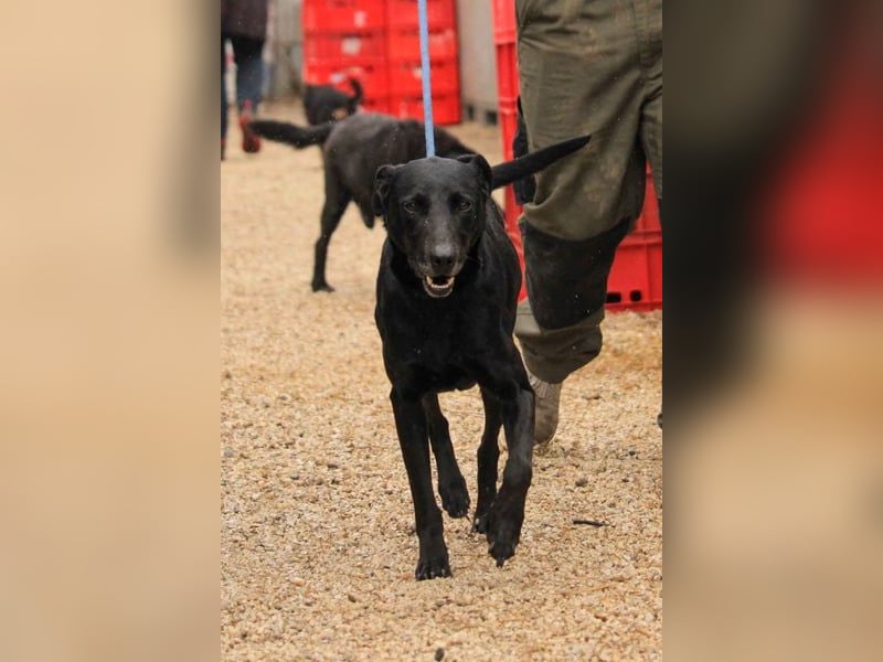 Kormos VA - aufgeweckt, menschenbezogen