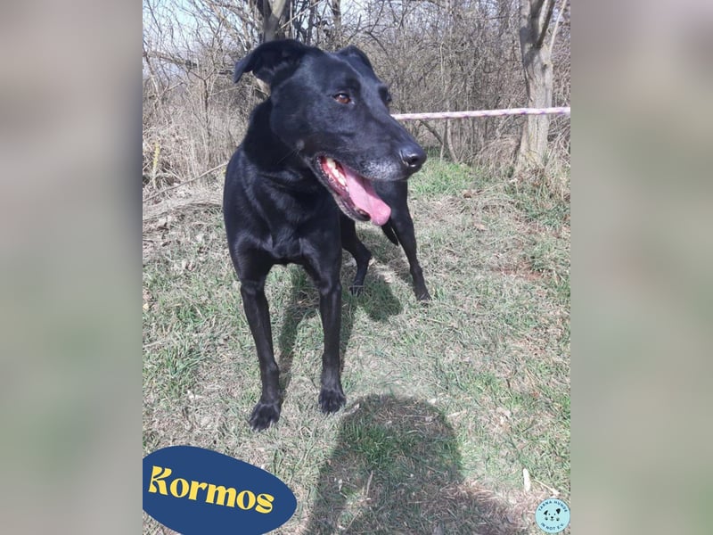 Kormos VA - aufgeweckt, menschenbezogen