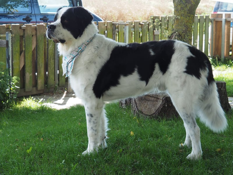 Bernhadiner-Mischling Deckrüde