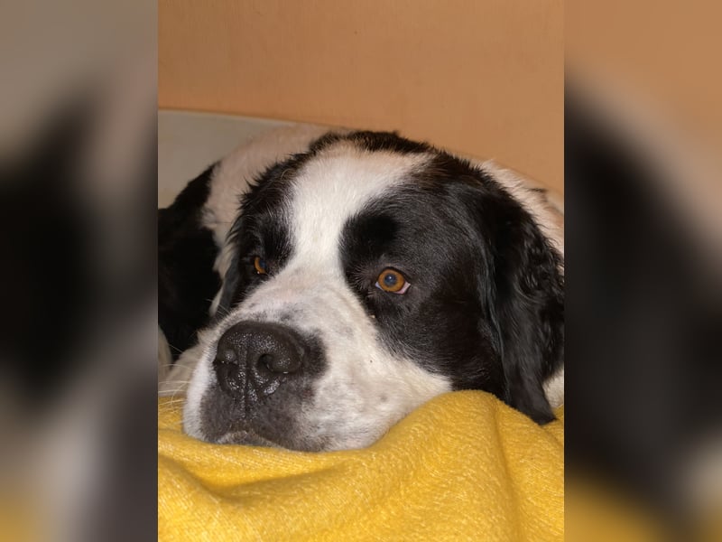 Bernhadiner-Mischling Deckrüde