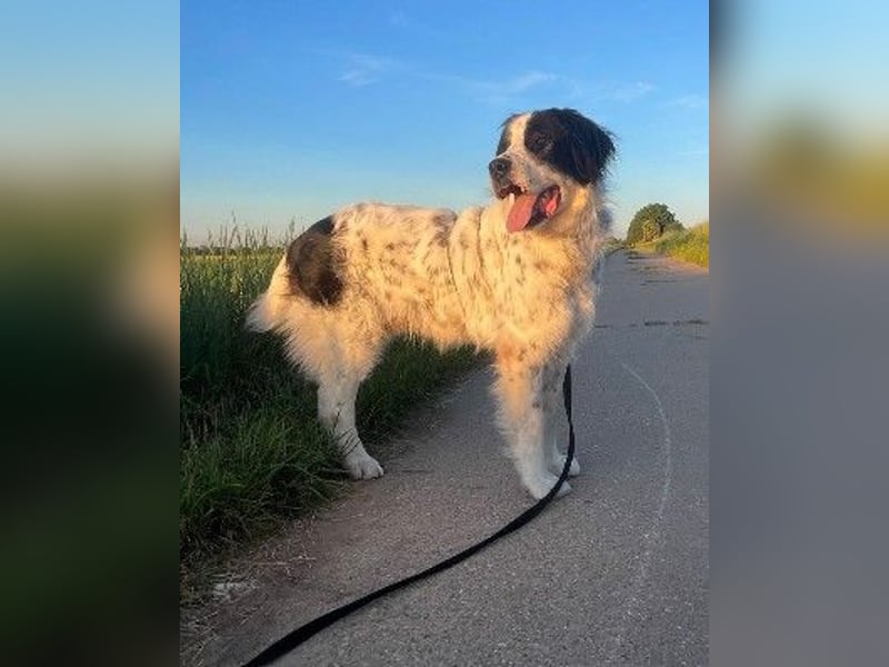 Liebenswerter Riese ARNO sucht sein Zuhause (auf PS in PLZ 64560)