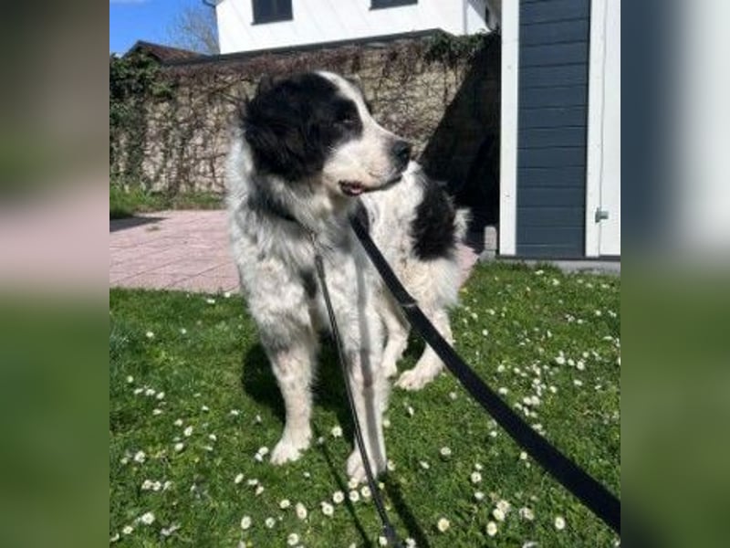 ARNO - liebenswerter Rüde sucht sein Für-Immer-Zuhause