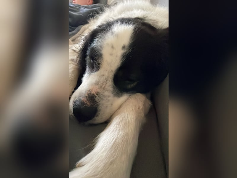 ARNO - liebenswerter Rüde sucht sein Für-Immer-Zuhause