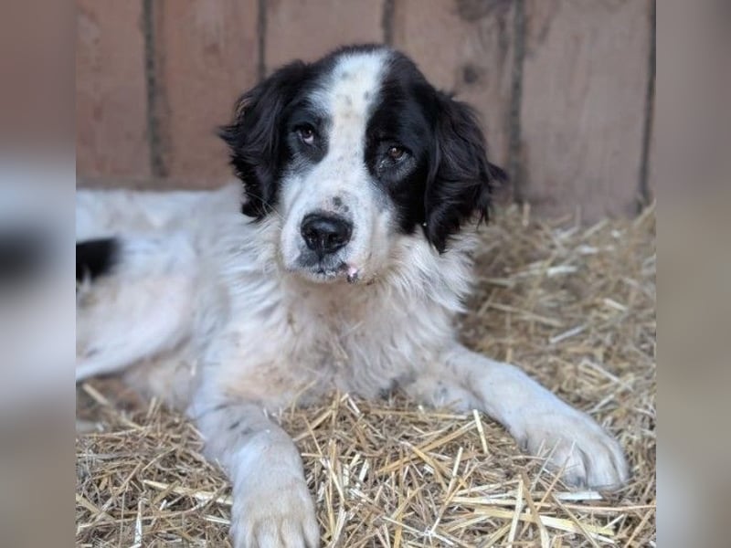 ARNO - liebenswerter Rüde sucht sein Für-Immer-Zuhause