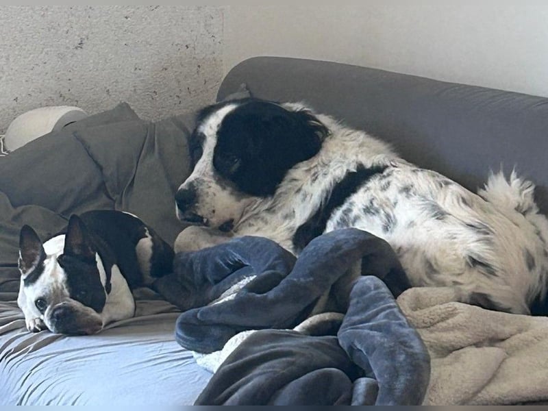 Liebenswerter Riese ARNO sucht sein Zuhause (auf PS in PLZ 64560)