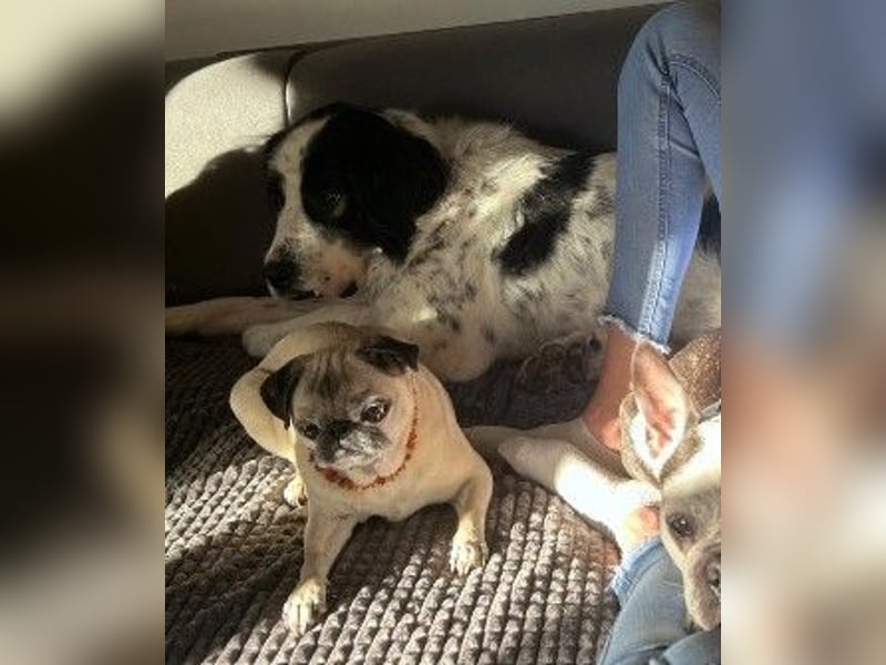 Arno – ein stiller Begleiter mit neugieriger Seite