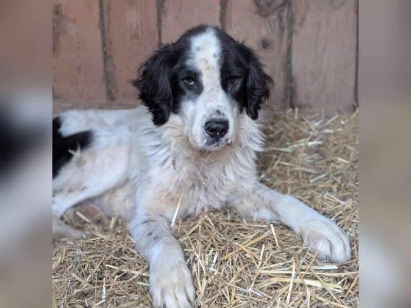 Arno - warmes Körbchen gesucht