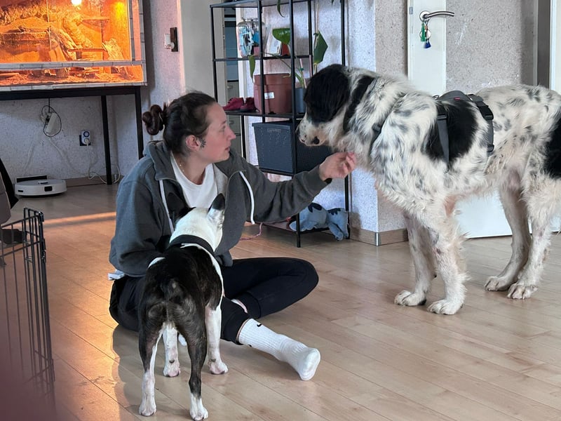 Arno – ein stiller Begleiter mit neugieriger Seite