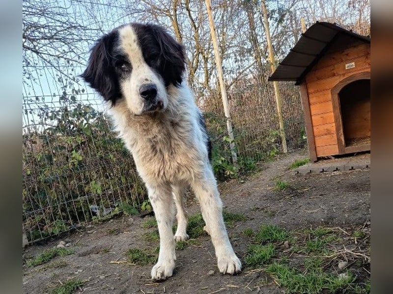 Liebenswerter Riese ARNO sucht sein Zuhause (auf PS in PLZ 64560)