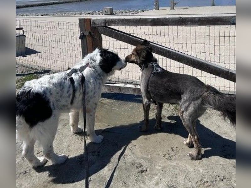 Liebenswerter Riese ARNO sucht sein Zuhause (auf PS in PLZ 64560)