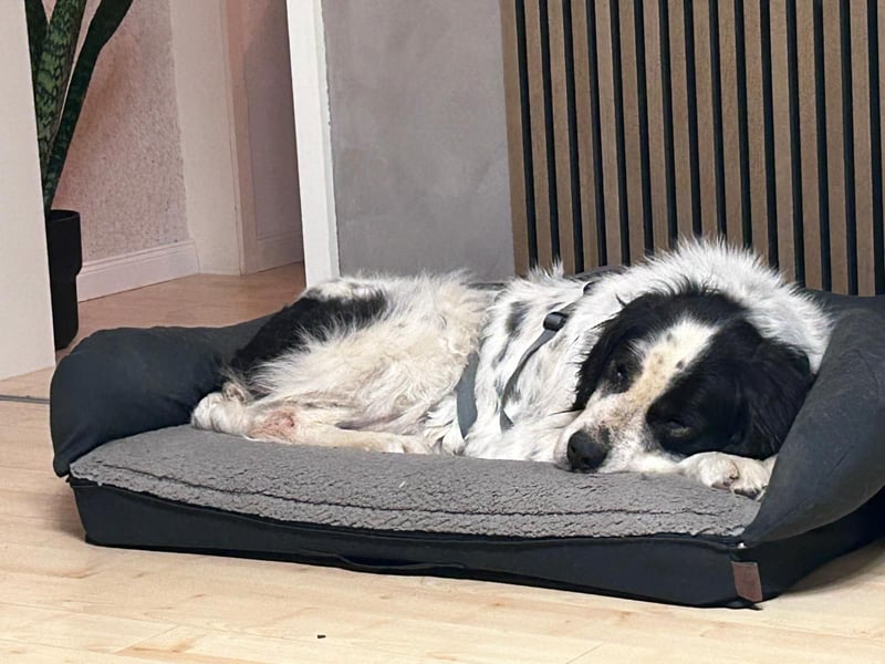 ARNO - liebenswerter Rüde sucht sein Für-Immer-Zuhause