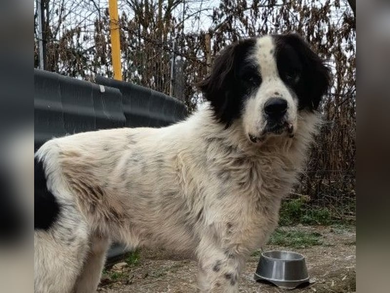 Arno - warmes Körbchen gesucht