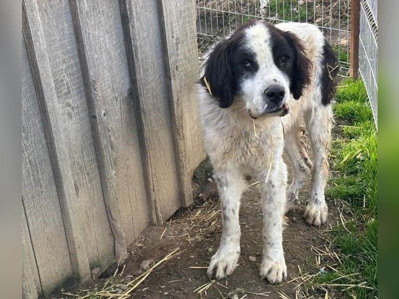 Arno - warmes Körbchen gesucht