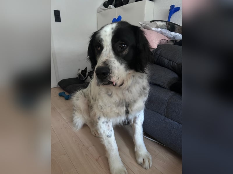 Liebenswerter Riese ARNO sucht sein Zuhause (auf PS in PLZ 64560)