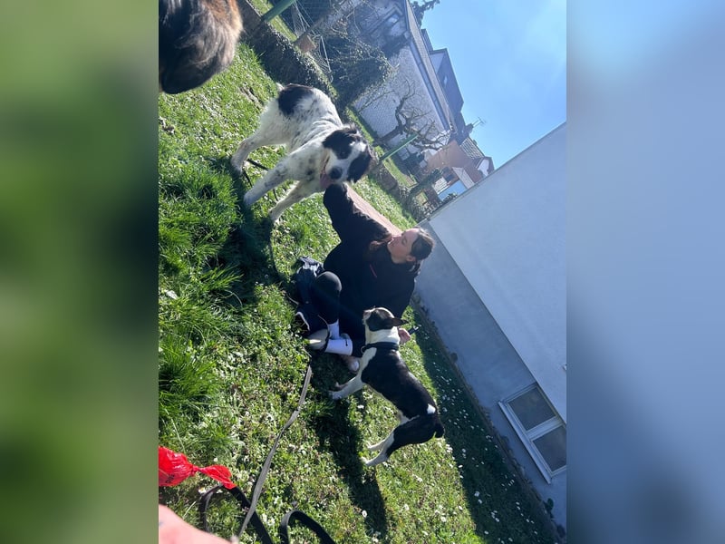 ARNO - liebenswerter Rüde sucht sein Für-Immer-Zuhause