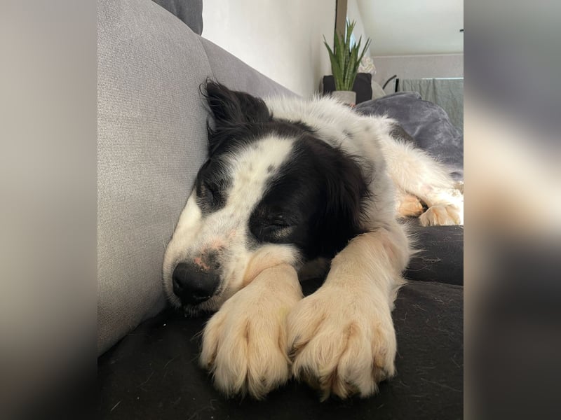 ARNO - liebenswerter Rüde sucht sein Für-Immer-Zuhause