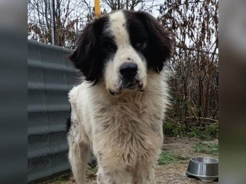 Arno - warmes Körbchen gesucht