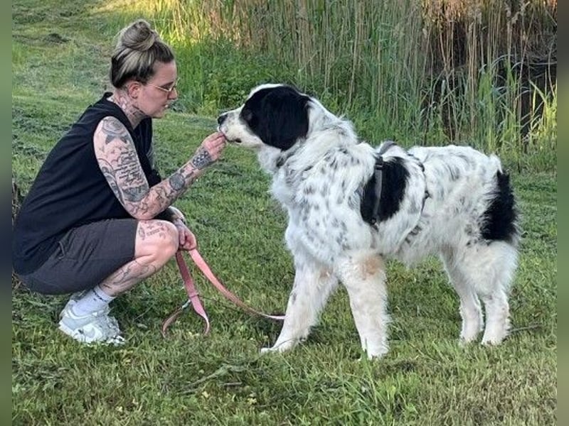 Arno – ein stiller Begleiter mit neugieriger Seite