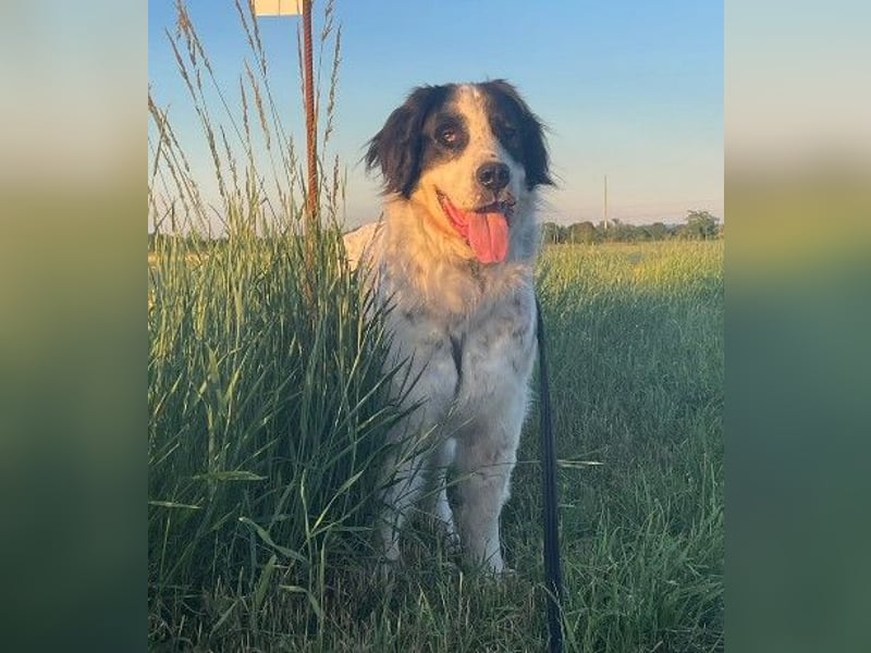 Arno – ein stiller Begleiter mit neugieriger Seite