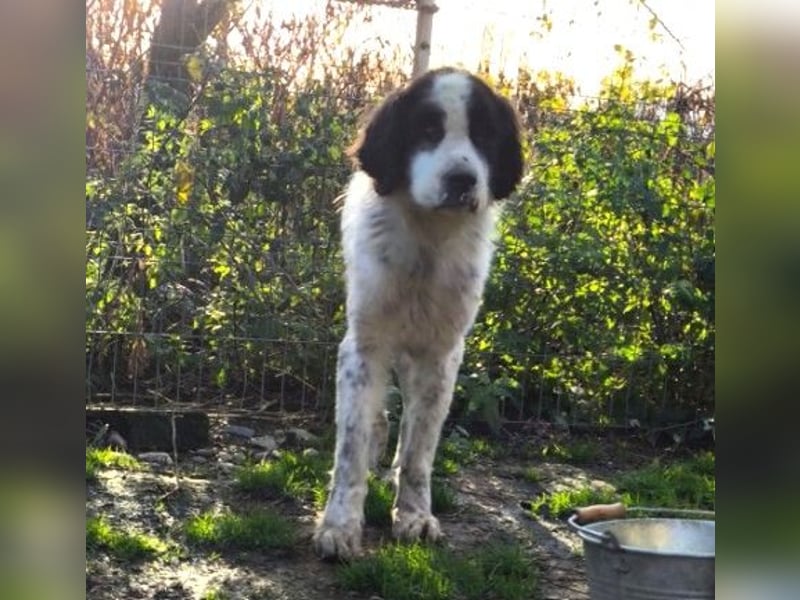 Arno - warmes Körbchen gesucht