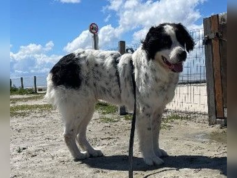 Liebenswerter Riese ARNO sucht sein Zuhause (auf PS in PLZ 64560)