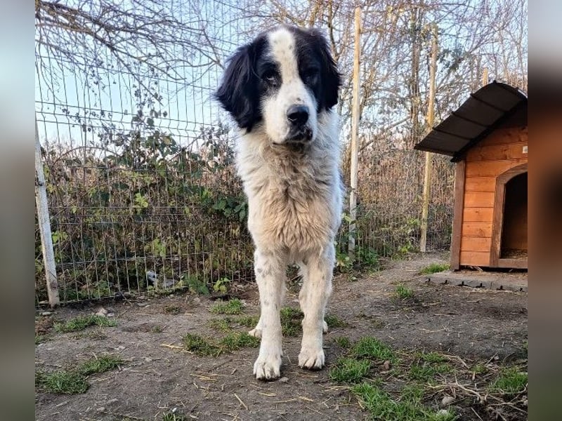 Arno - warmes Körbchen gesucht