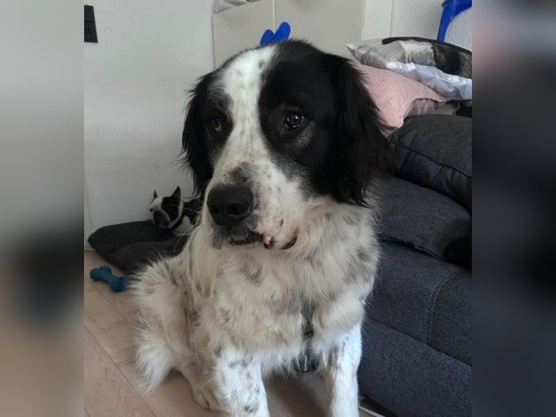 ARNO - liebenswerter Rüde sucht sein Für-Immer-Zuhause