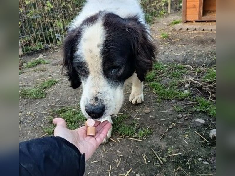 Arno - warmes Körbchen gesucht
