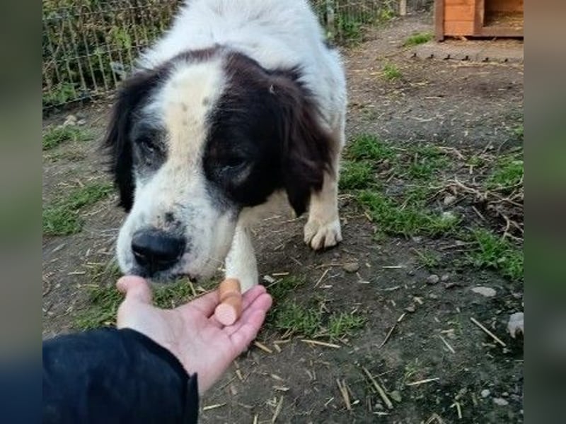 Arno - warmes Körbchen gesucht