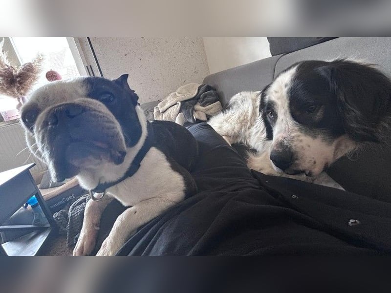 ARNO - liebenswerter Rüde sucht sein Für-Immer-Zuhause