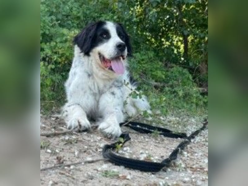 Arno – ein stiller Begleiter mit neugieriger Seite