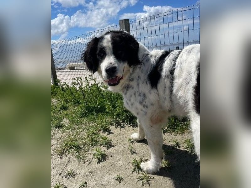 Liebenswerter Riese ARNO sucht sein Zuhause (auf PS in PLZ 64560)